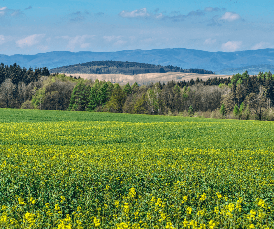a countryside view of mountains in the distance and tall grassy plains against a bright blue sky