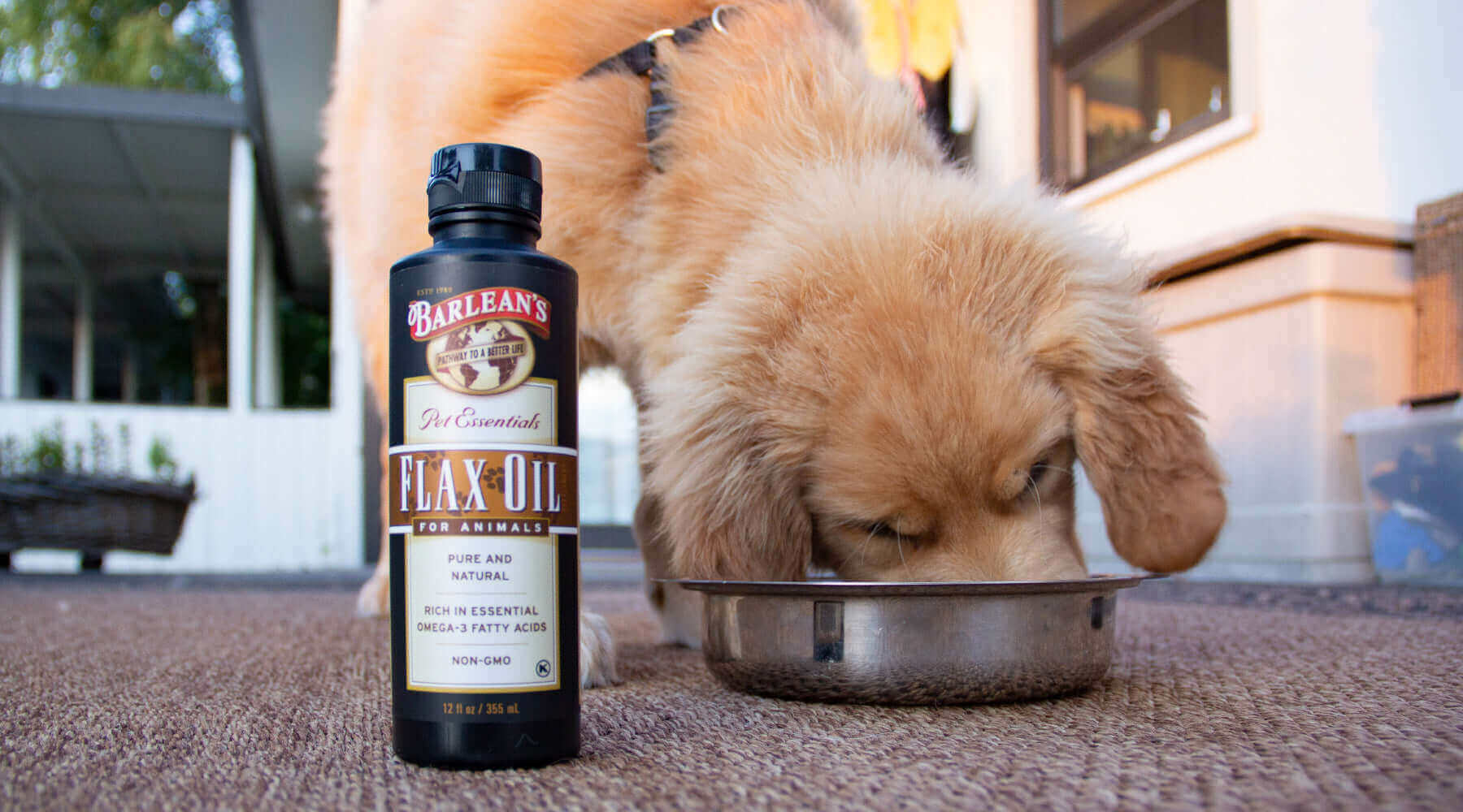 Omega-3 for Pets: A Healthy Choice for a Happy Life with barlean's omega-3 for animals that is pet safe