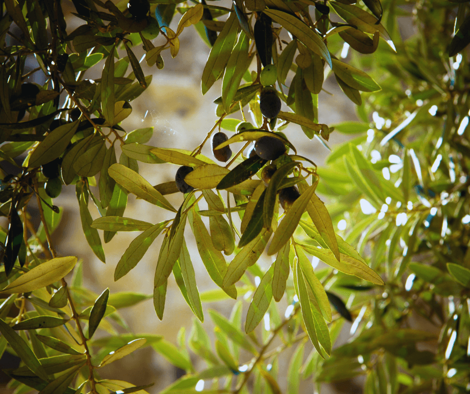 Olive Leaf Tree hero image for Barlean's Olive Leaf Complex Blog about immunity, heart health, antioxidants, and wellness