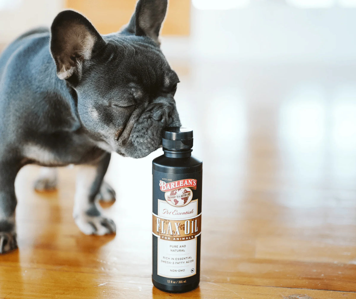 A French Bulldog sniffing a bottle of Barlean's Pet Essentials Flax Oil in a home setting. Module 18: Pet Wellness.