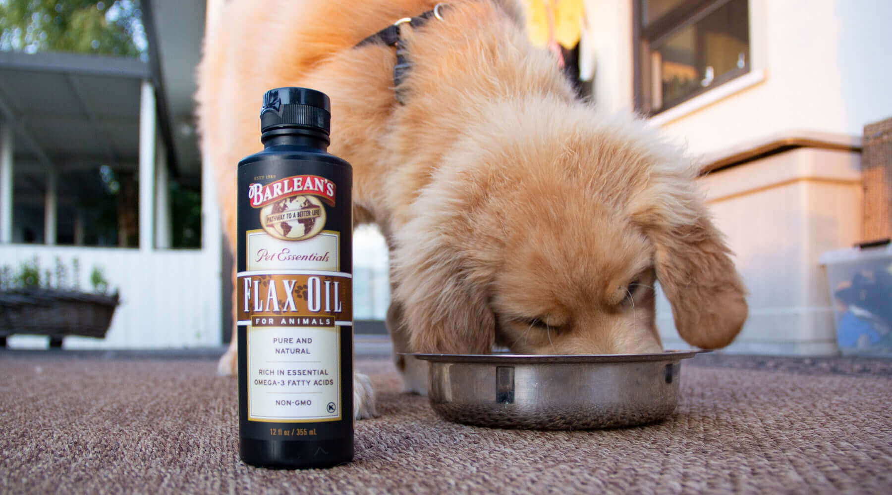 Omega-3 for Pets: A Healthy Choice for a Happy Life