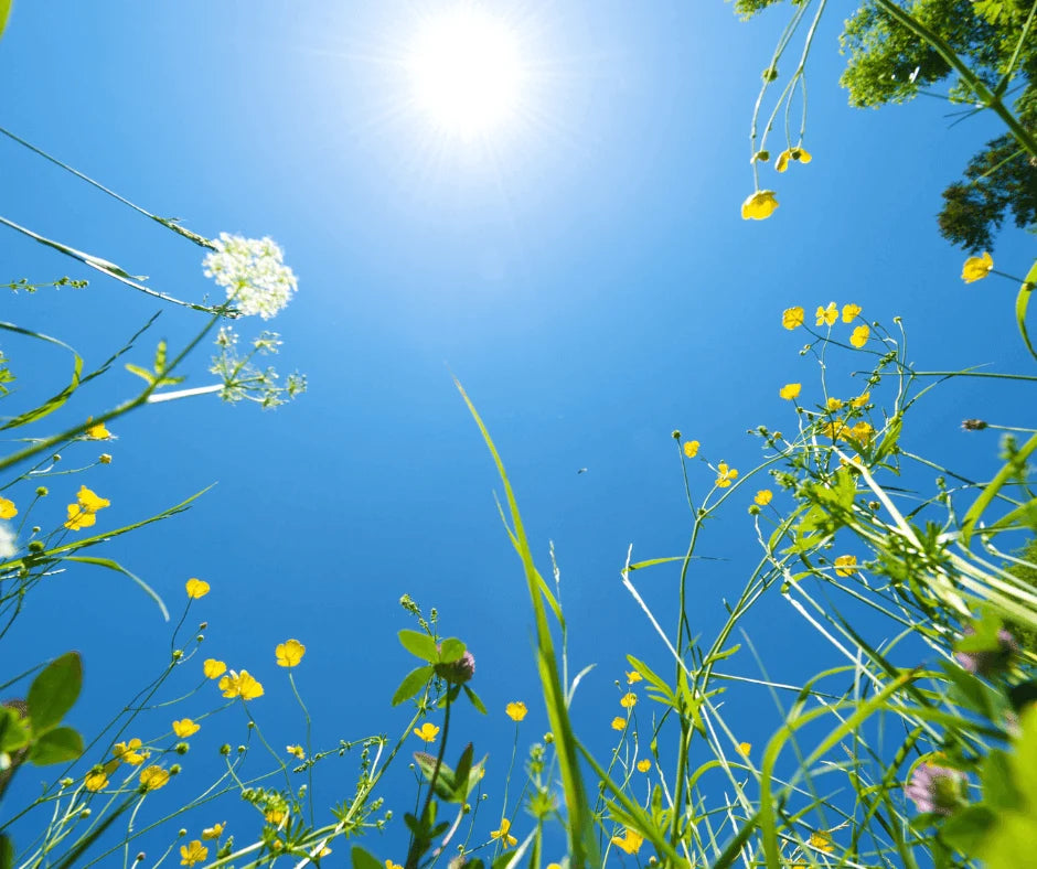 A Softer Approach to Wellness: 5 Ways to Reset Your Summer Routine with sunny flowers under a clear blue sky.