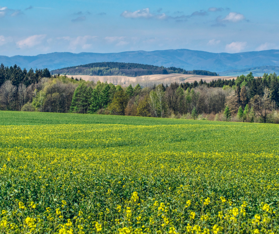 5 Gentle Spring Reset Rituals to Help You Feel More Grounded