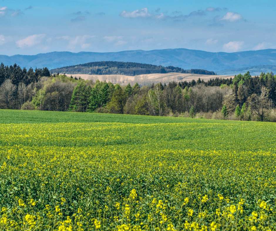 5 Gentle Spring Reset Rituals to Help You Feel More Grounded