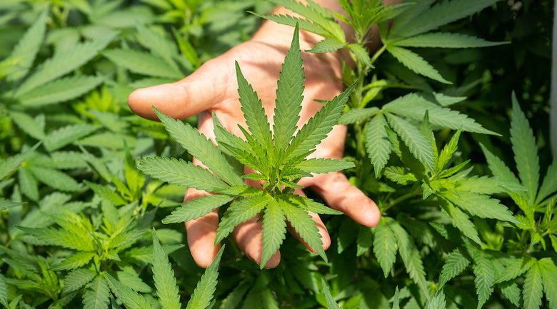 Image: Farmer holding Hemp Leaf 