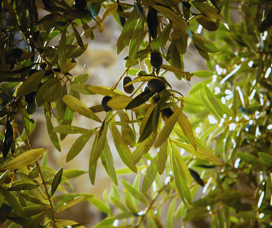 Olive Leaf Tree hero image for Barlean's Olive Leaf Complex Blog about immunity, heart health, antioxidants, and wellness