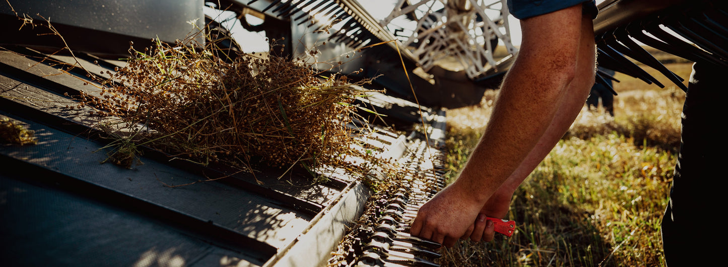 A farmer cutting a piece of a flax plant on their work equipment.
