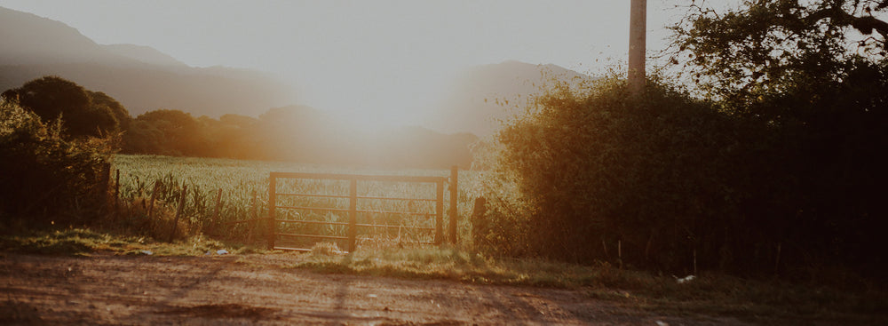 A grassy field with a gate at the entrance and the sun shining through.